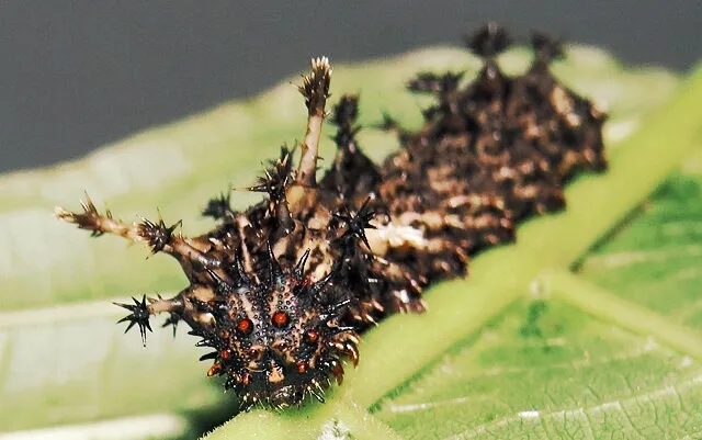 a close-up photograph of a dark brown, spiky caterpillar with numerous black spines and small red eyespots, resting on a…