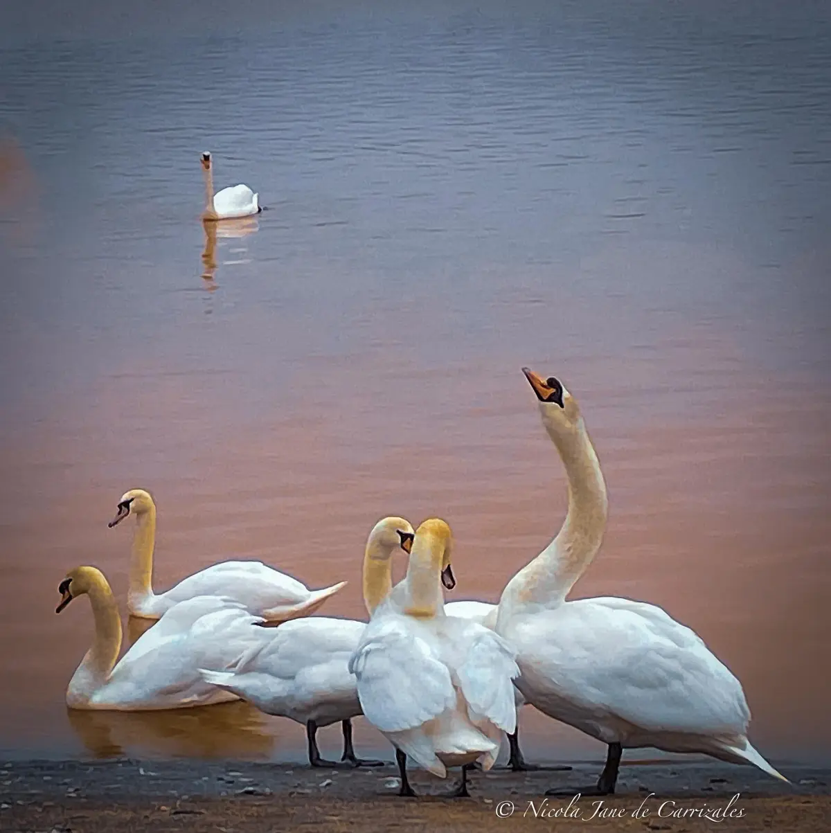 A group of white swans stands on a shoreline, one swan in the foreground has its neck stretched upward and beak open as if…