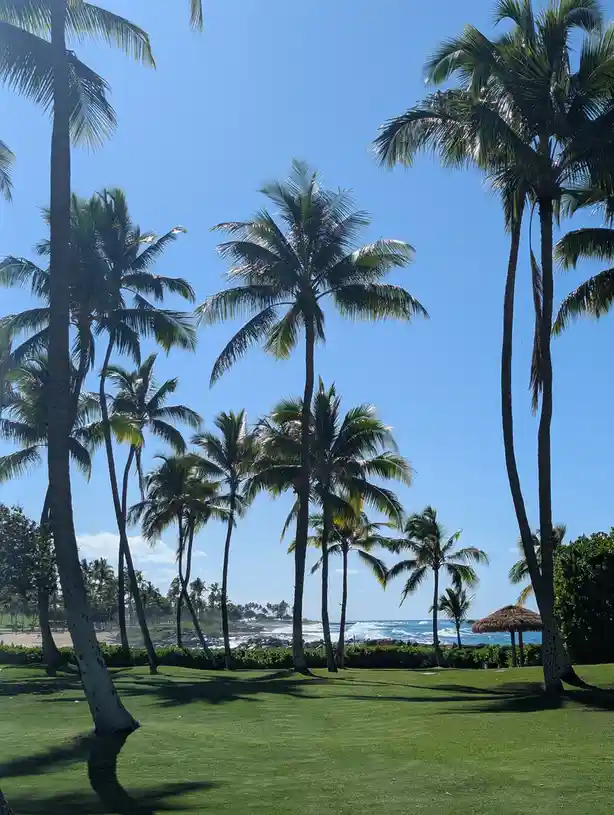 A serene tropical scene featuring tall palm trees swaying against a clear blue sky, with a manicured green lawn in the…