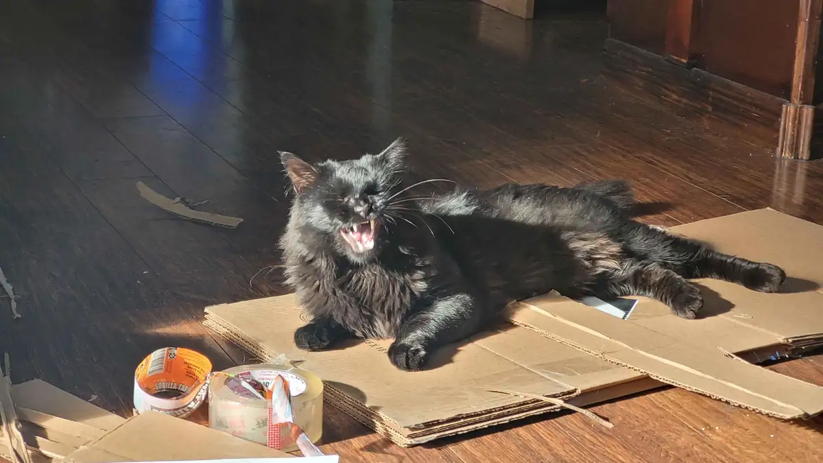 A fluffy black cat lies sprawled on a cardboard box on a wooden floor, mouth wide open in a yawn or hiss, surrounded by torn…
