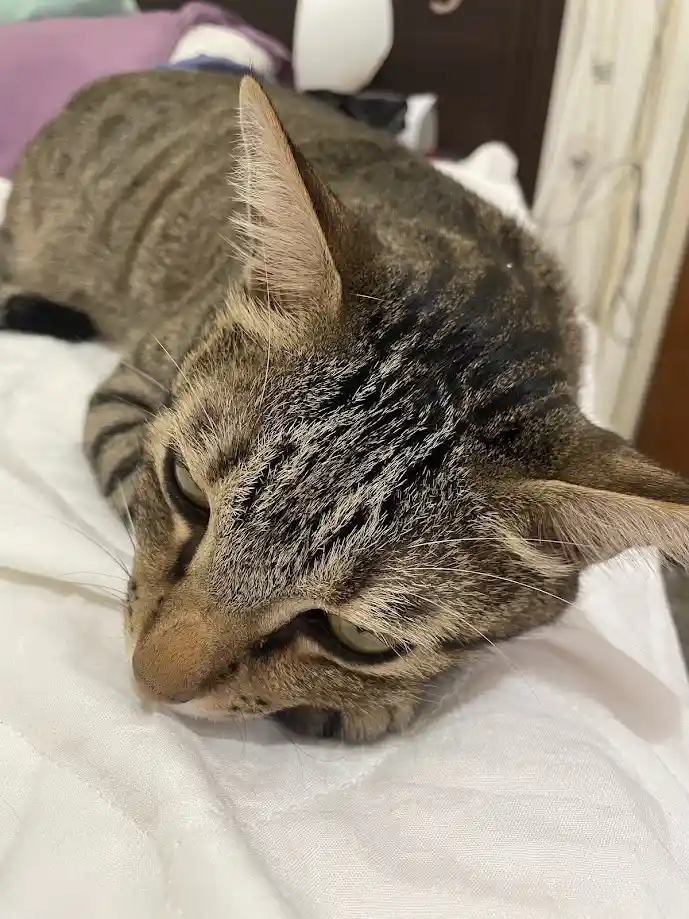 A tabby cat with dark stripes and green eyes is lying on a white quilted bedspread, looking sleepy and uninterested. Its…