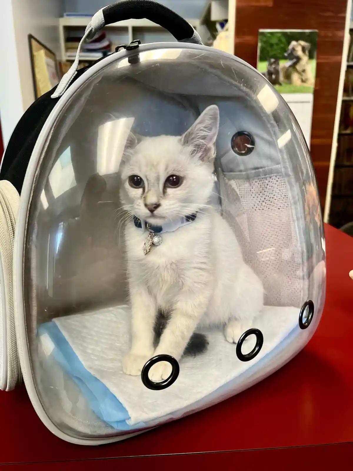A small white cat with dark eyes sits calmly inside a transparent, dome-shaped pet carrier that resembles a space helmet…