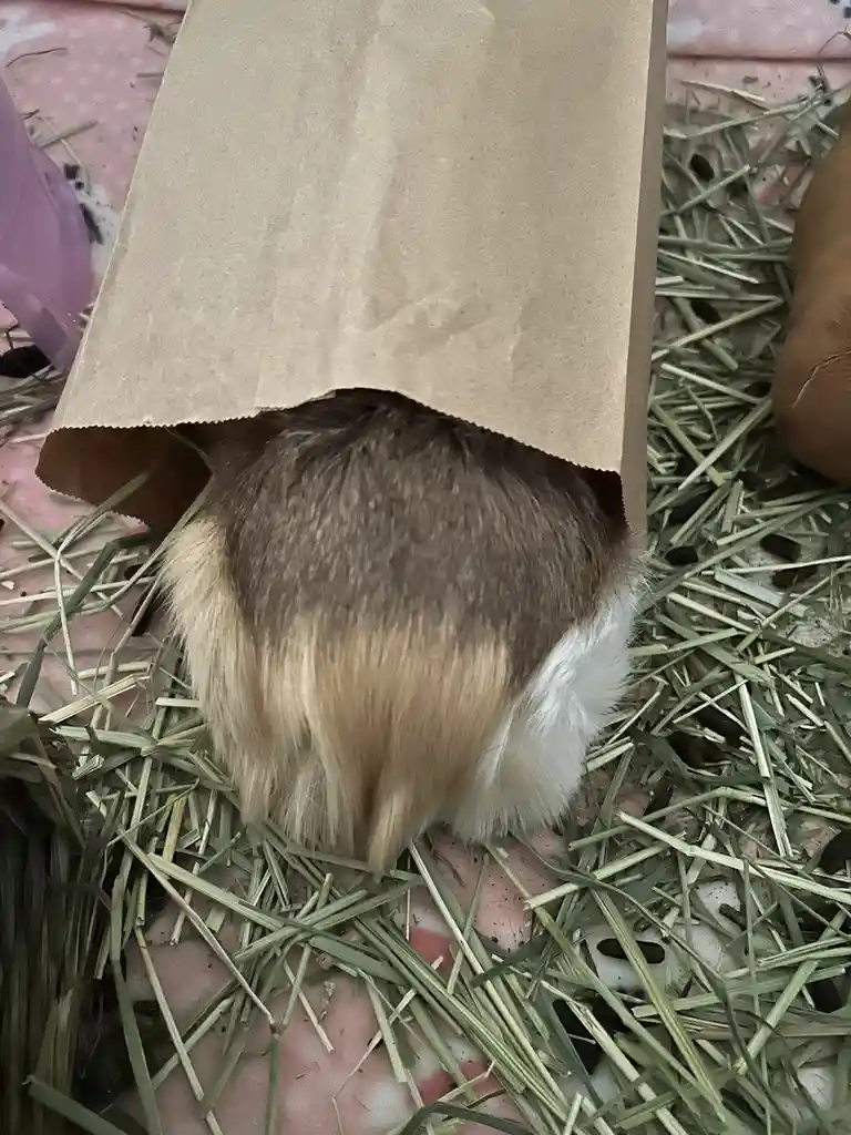 A small, fluffy animal with brown, tan, and white fur is seen from behind, partially hidden under a brown paper bag while…