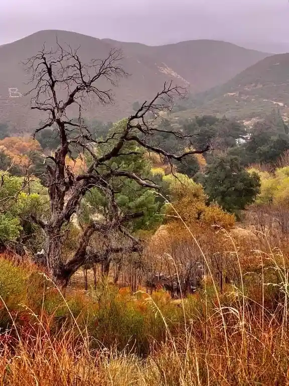 A barren, gnarled tree stands in the foreground of a hilly, autumnal landscape with muted colors and distant mountains. The…
