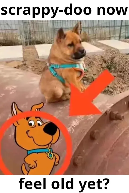 A real-life brown dog wearing a blue harness sits on a concrete surface, looking off to the side. A large red arrow points…