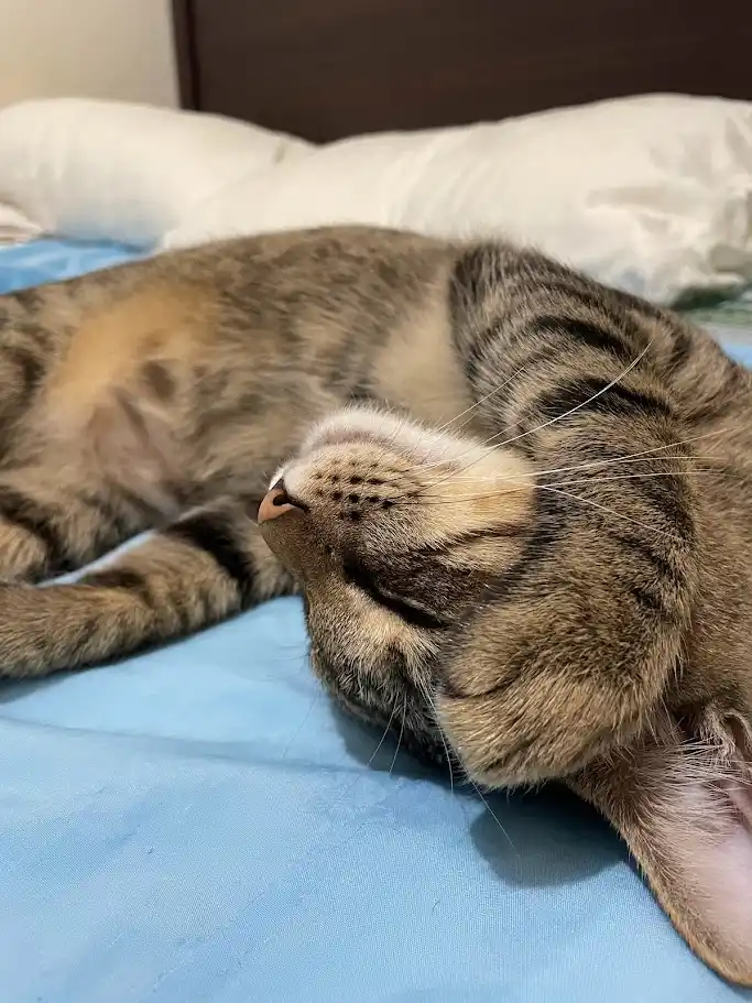 A tabby cat is curled up and sleeping soundly on a blue bedsheet, with white pillows and a dark headboard visible in the…