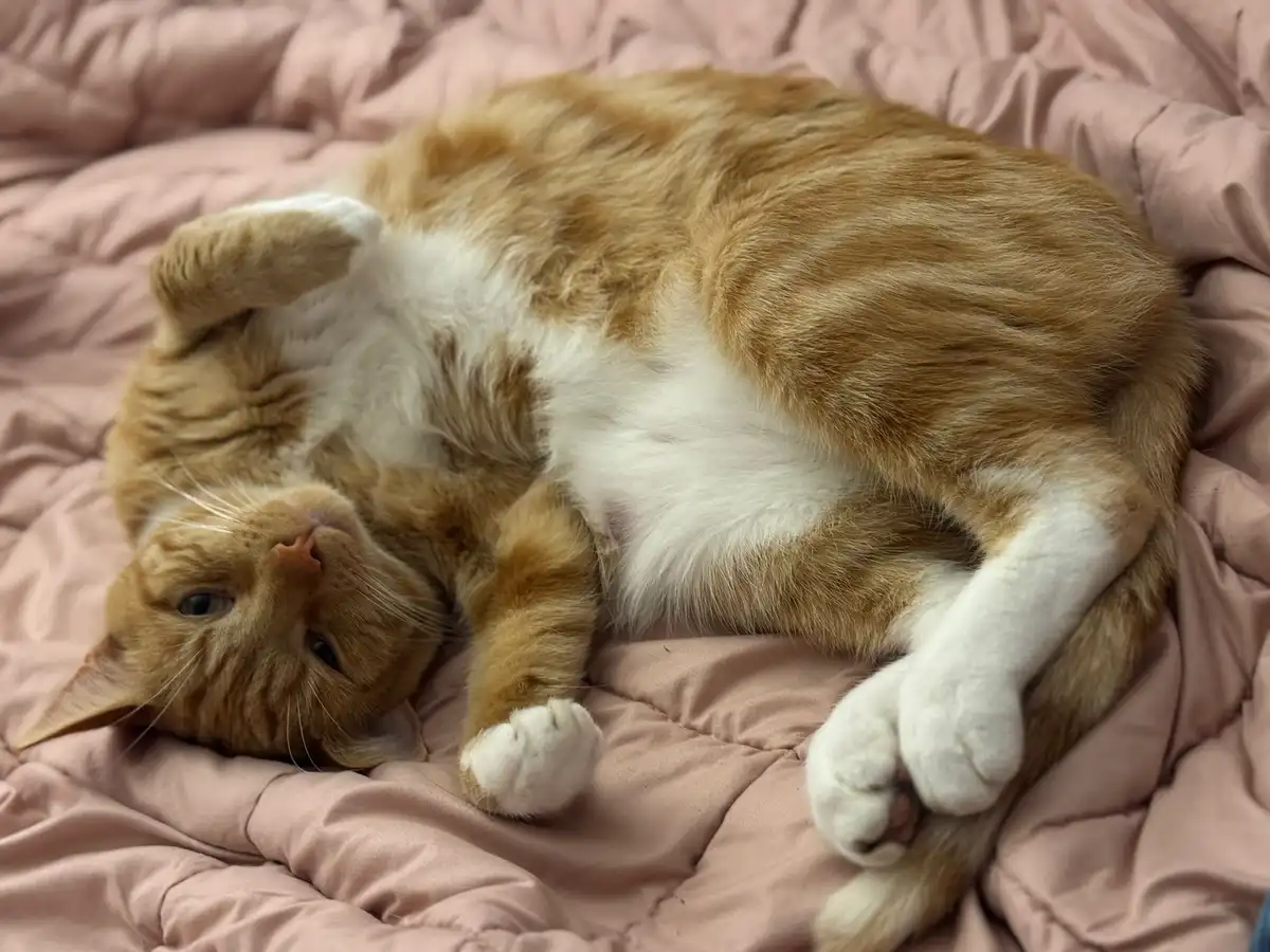 An orange and white tabby cat is lying on its back on a pink quilted bedspread, exposing its belly and looking up with a…