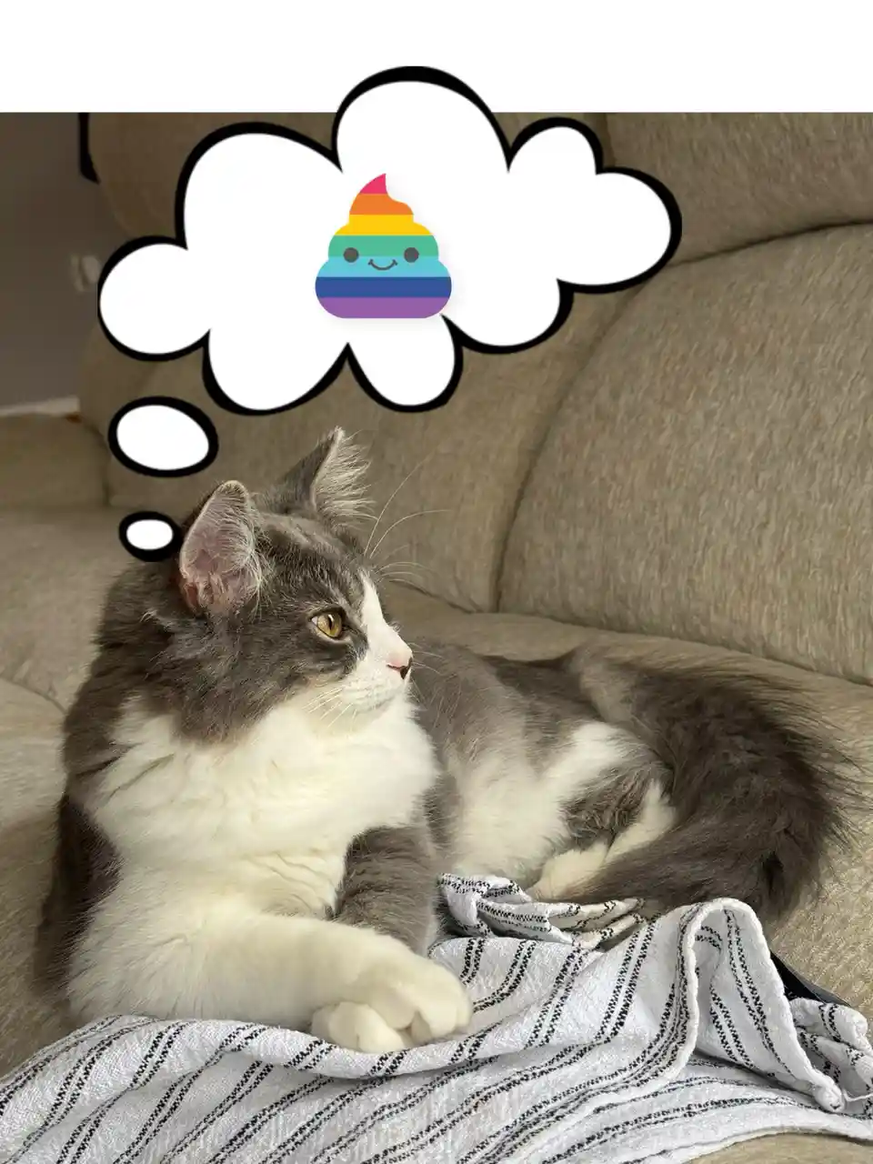 A fluffy gray and white cat lounges on a striped blanket atop a beige couch, looking off to the side. Above its head is a…