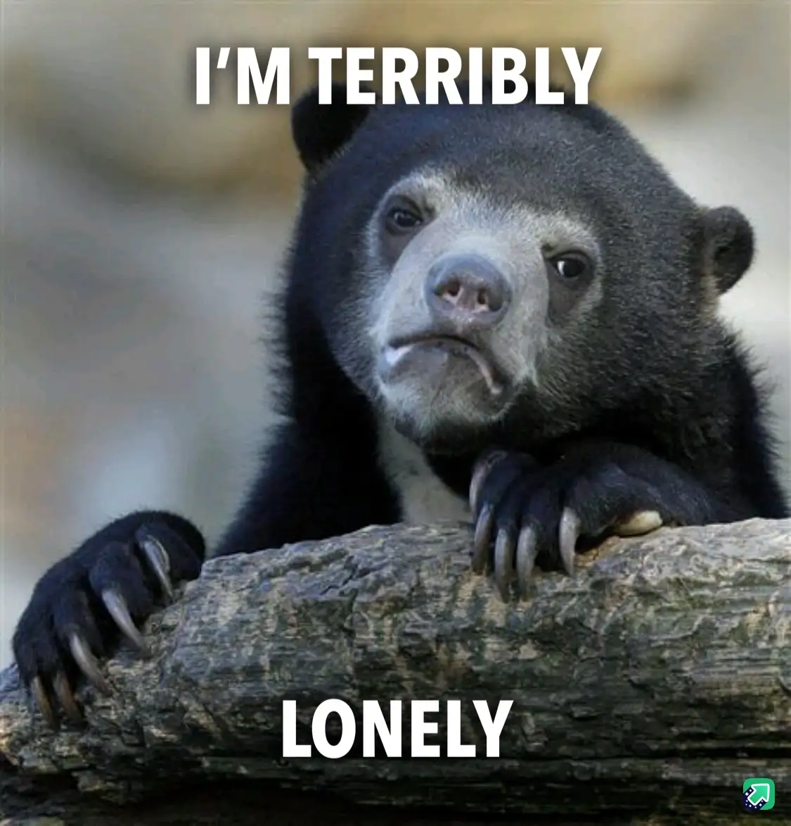 A close-up photo of a sad-looking spectacled bear resting its paws on a log, with the text 'I'M TERRIBLY LONELY' overlaid in…