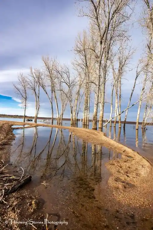 A serene landscape photo shows bare trees standing in shallow water with their reflections visible, a muddy bank curves…