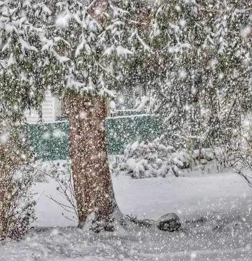 A serene winter scene shows heavy snowfall blanketing evergreen trees, bushes, and the ground, with a house partially…