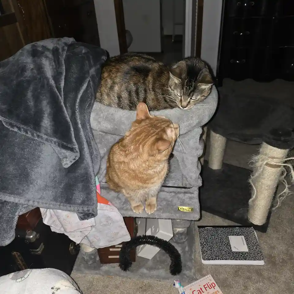 Two cats are on a grey cat tree; a tabby cat lies on top looking down with a bored expression, while an orange tabby sits…