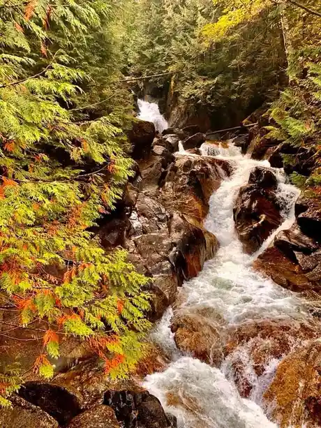 A scenic photo of a rushing mountain stream cascading over mossy rocks through a dense forest with autumn-colored foliage…
