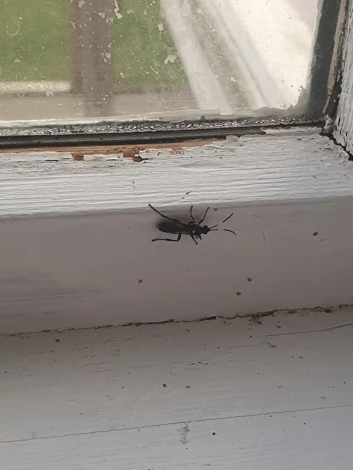 A close-up photo shows a black wasp resting on a weathered, white-painted wooden windowsill. The window glass above is dirty…