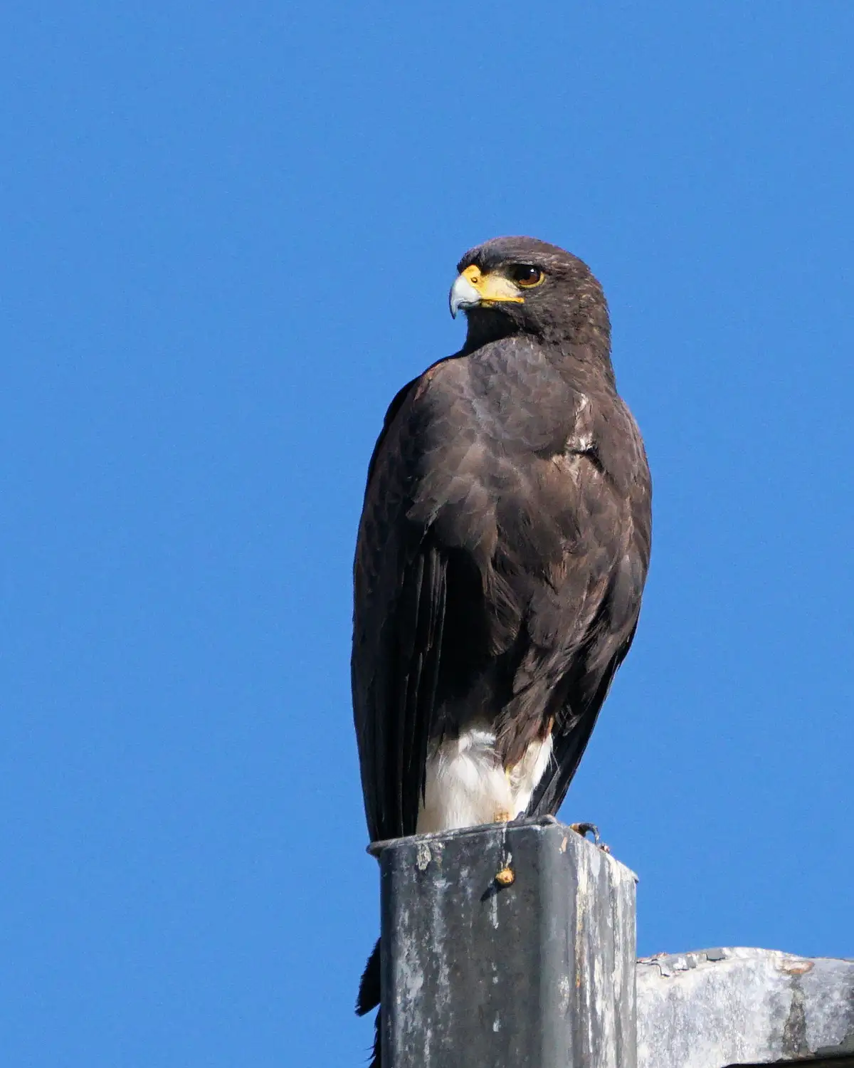 A dark brown bird of prey with a yellow beak and white underbelly perches atop a weathered metal pole against a clear blue…