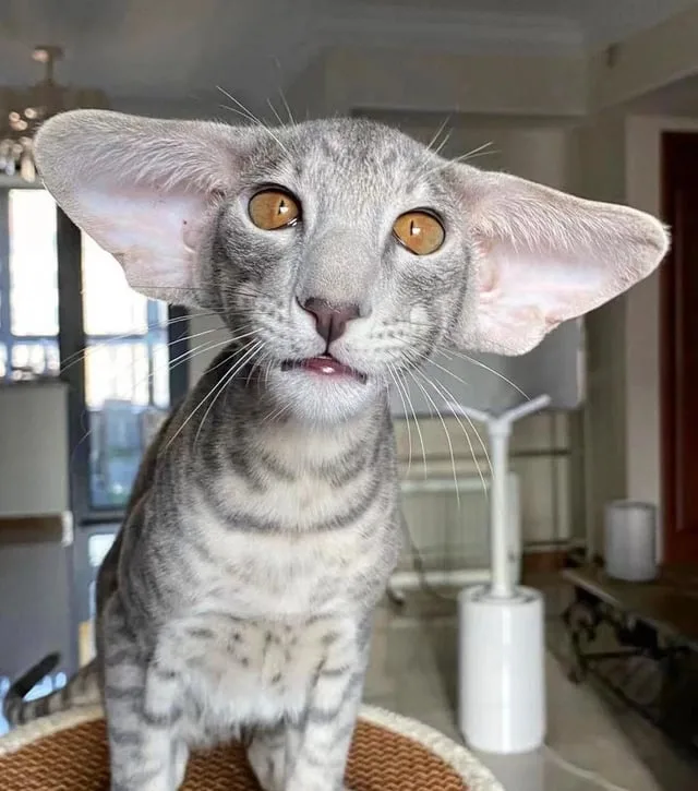 A close-up photo of a gray, spotted cat with extremely large, pointed ears and wide, amber eyes, looking directly at the…