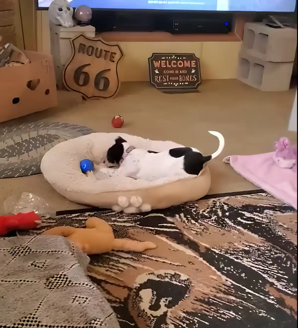 A black-and-white dog lies curled up asleep in a beige dog bed, surrounded by toys on a patterned rug. In the background, a…