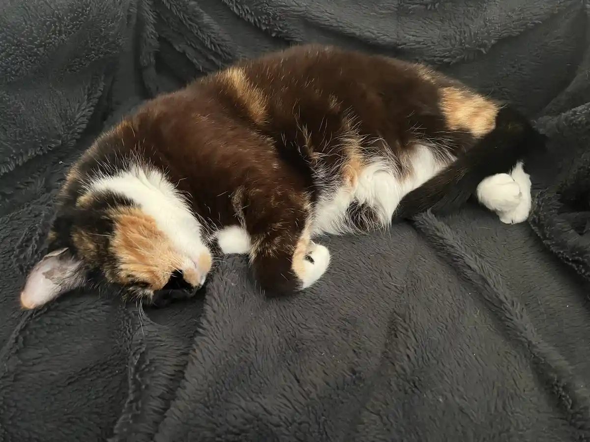 Chilling with Sleepy Mow: Episode 4