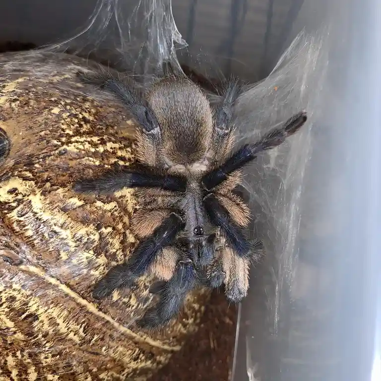 A large, hairy tarantula with dark blue and brown legs is seen from above, resting on a textured, bark-like surface inside a…