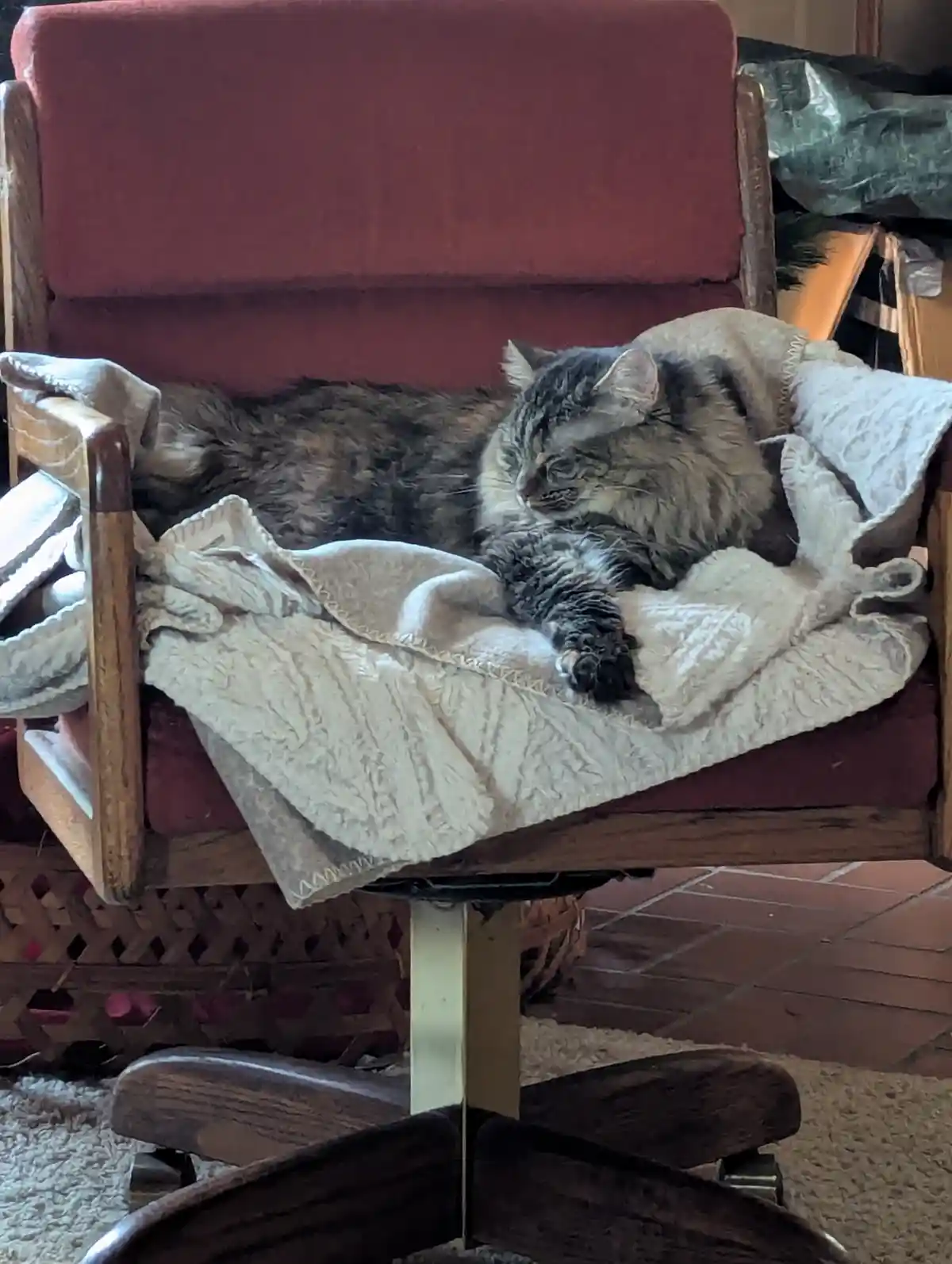 A fluffy, long-haired tabby cat is curled up and sleeping soundly on a light-colored blanket draped over a red upholstered…