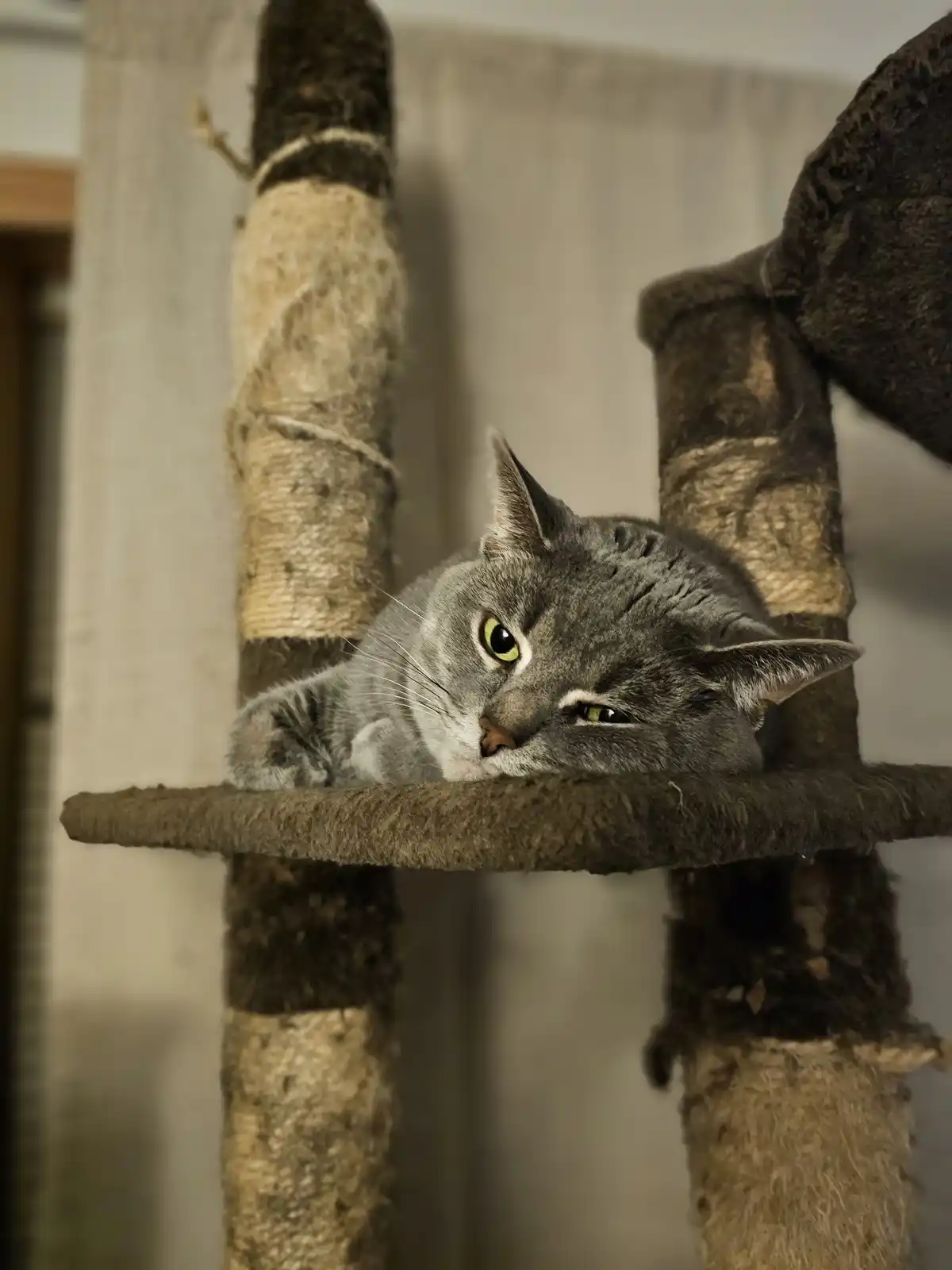A gray tabby cat is lying on a plush platform of a cat tree, looking directly at the camera with half-lidded, sleepy eyes…