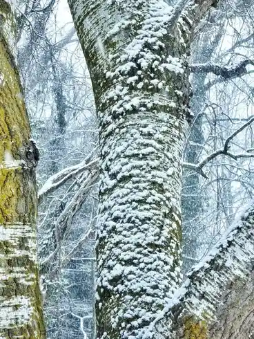 A close-up photograph of tree trunks in a snowy forest, with snowflakes visibly resting on the bark. The central tree trunk…