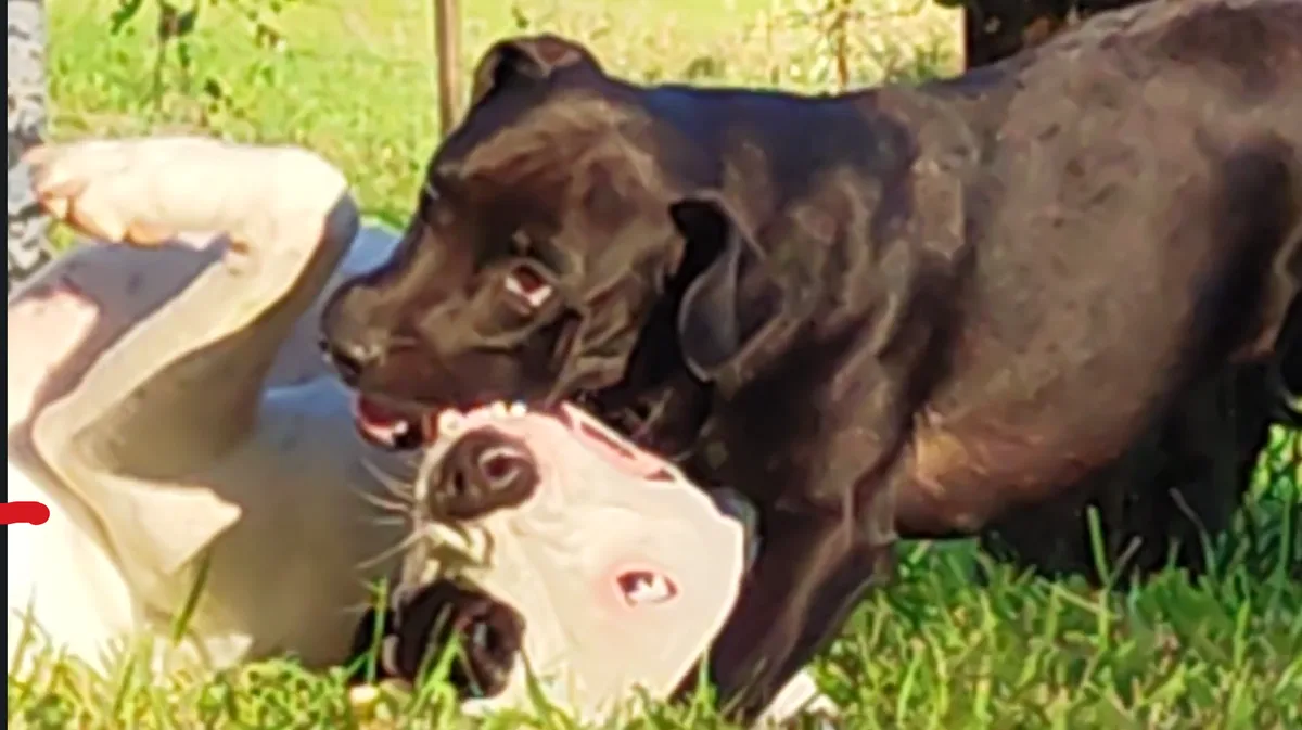 A black dog is playfully biting the head of a white and black dog that is lying on its back in the grass. The white dog has…