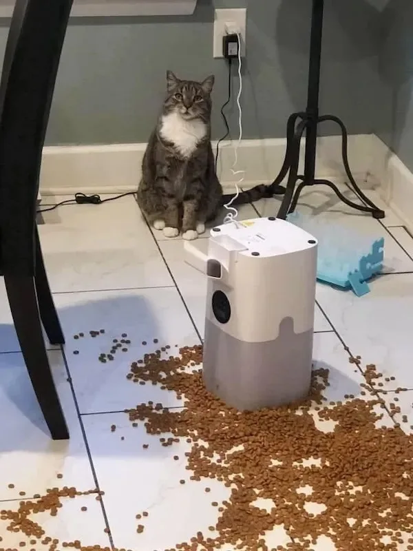 A tabby cat with a white chest sits upright on a tiled floor, looking directly at the camera with a calm, unimpressed…