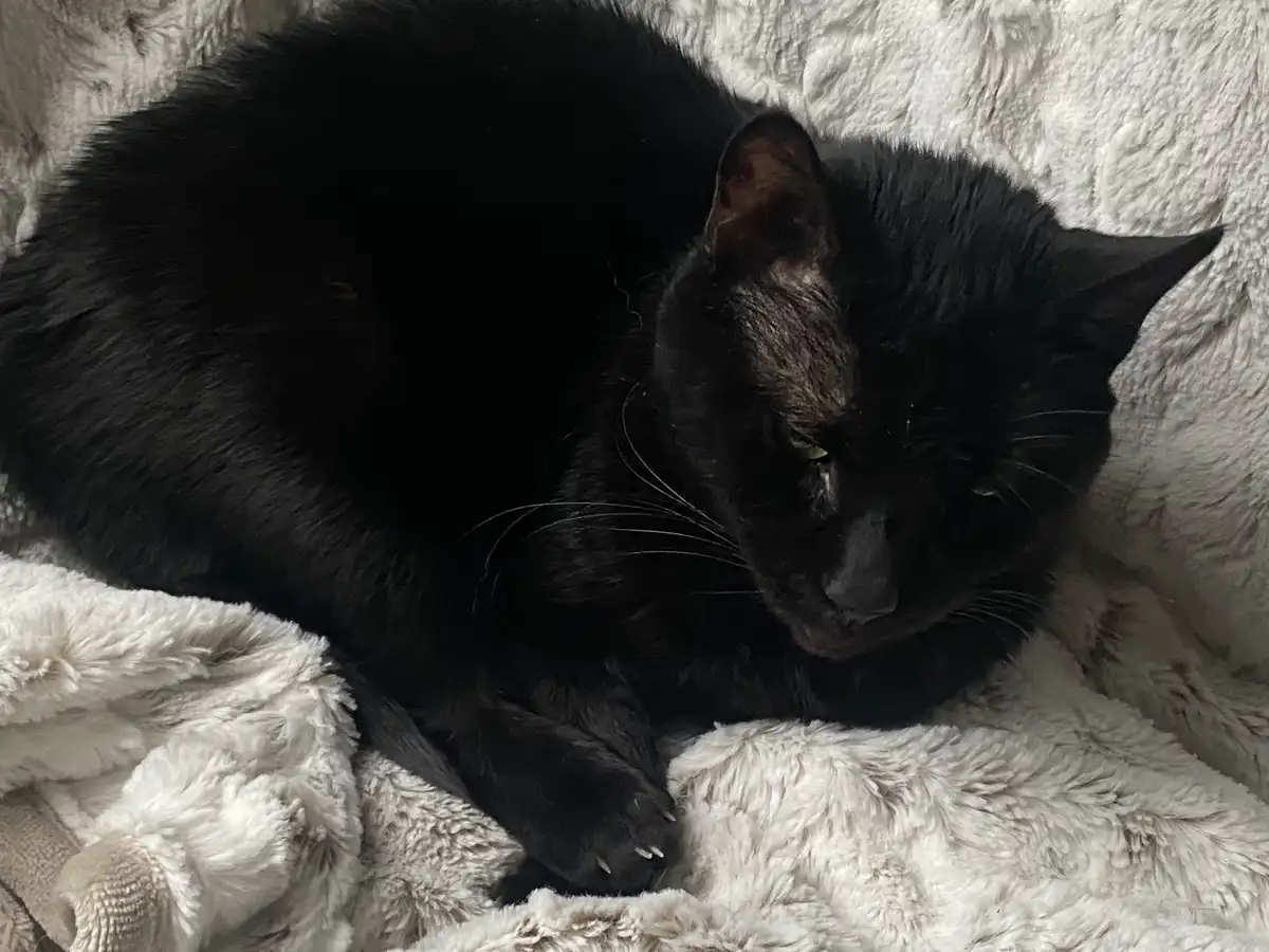 A black cat is curled up and resting on a fluffy white blanket, looking sleepy with half-closed eyes. The overlaid text…