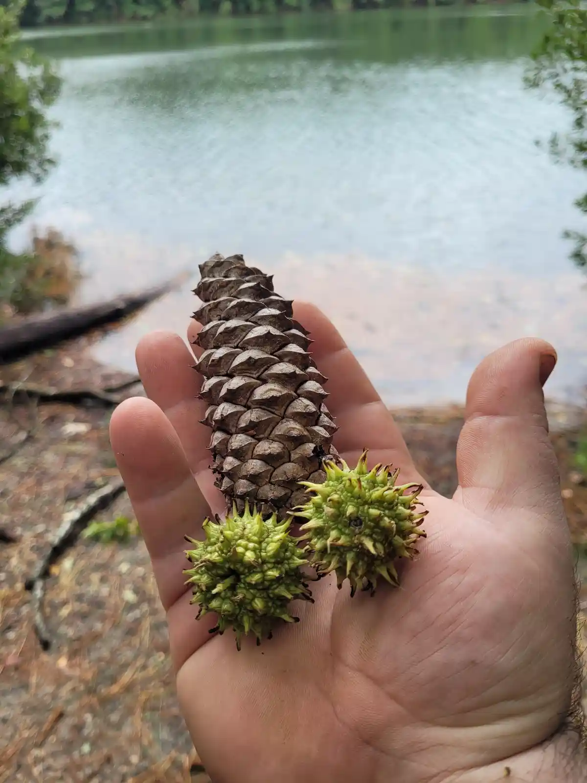 A person's open palm holds a large brown pine cone and two small, bright green, spiky seed pods, with a blurred lake and…