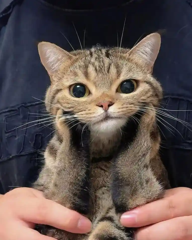 A tabby cat with large, expressive eyes is being held by a person wearing a dark shirt. The cat's paws are resting on the…