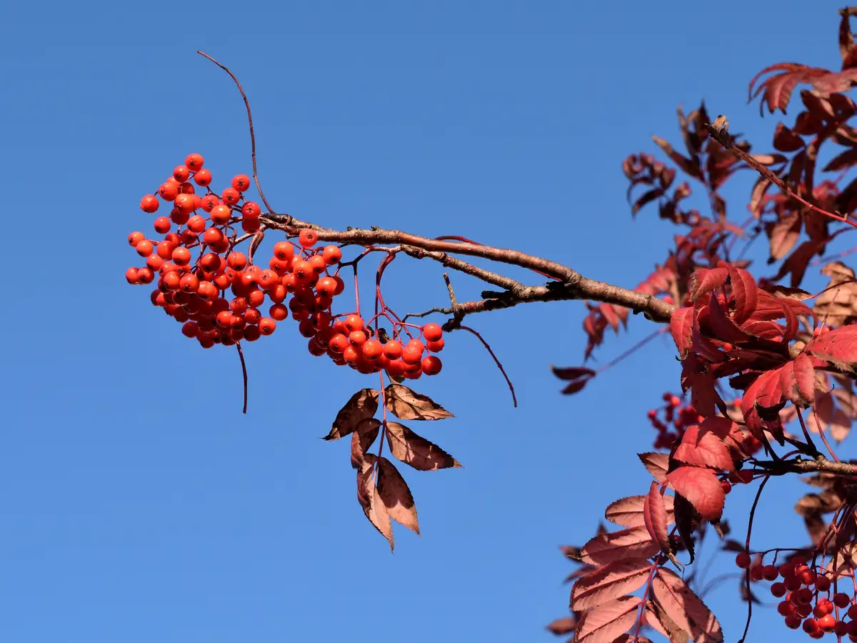 A close-up photograph shows clusters of bright red berries and reddish-brown leaves on a tree branch against a clear blue…