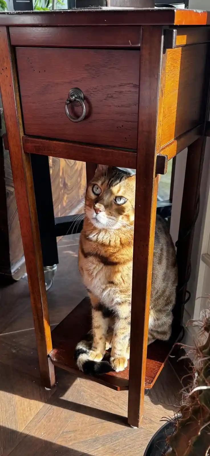 A tabby cat with striking blue eyes sits on a lower shelf beneath a dark wooden side table, looking directly at the camera…