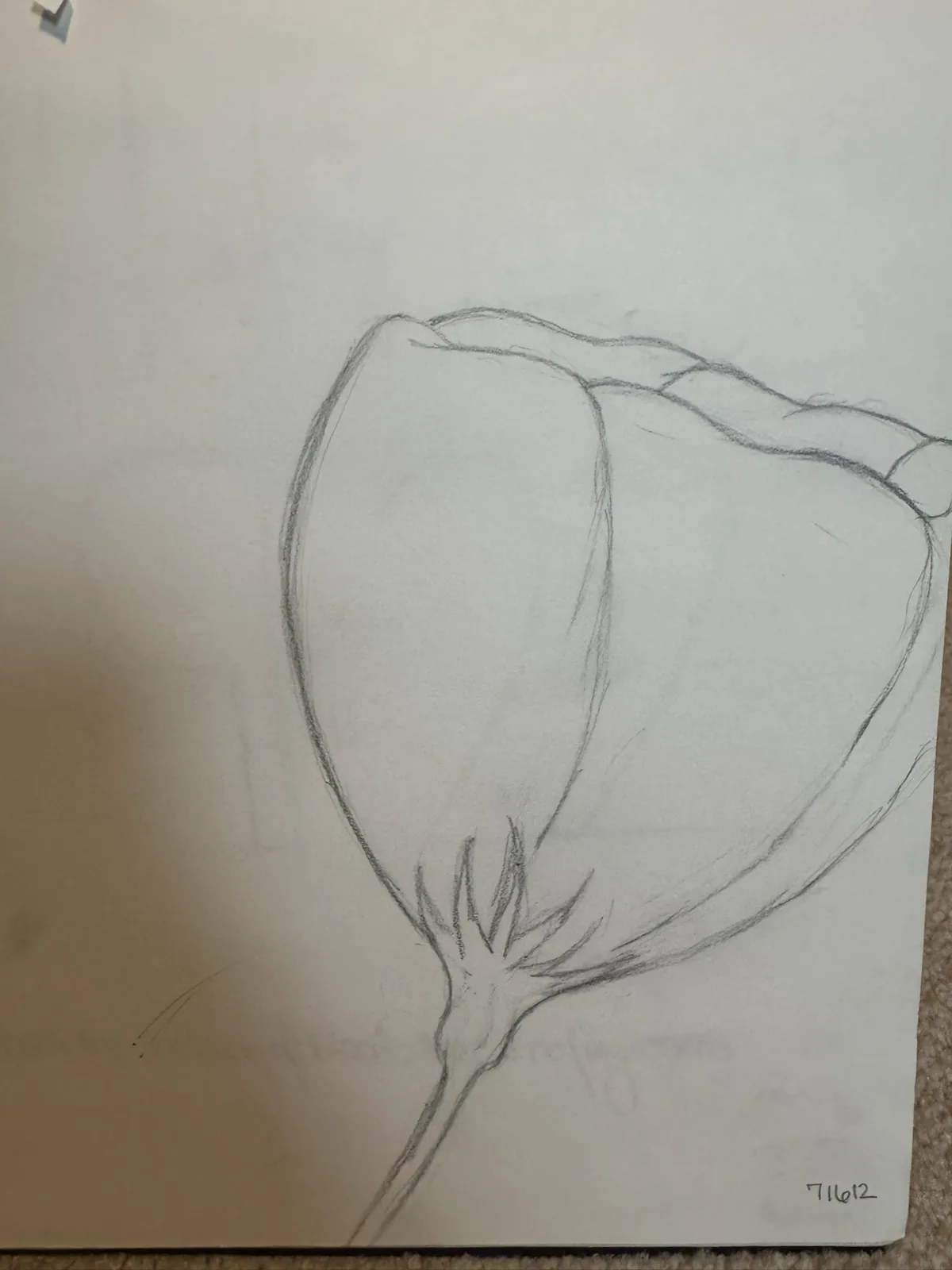 A simple pencil sketch on white paper shows a flower bud with two large, rounded petals and a stem with a few leaves, drawn…
