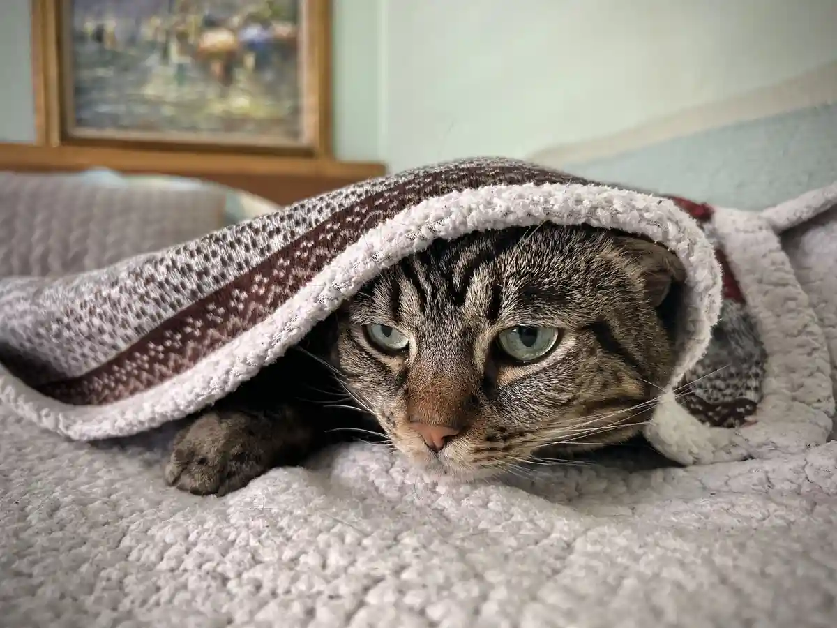 A tabby cat with green eyes is peeking out from under a knitted blanket with white and brown stripes, lying on a textured…