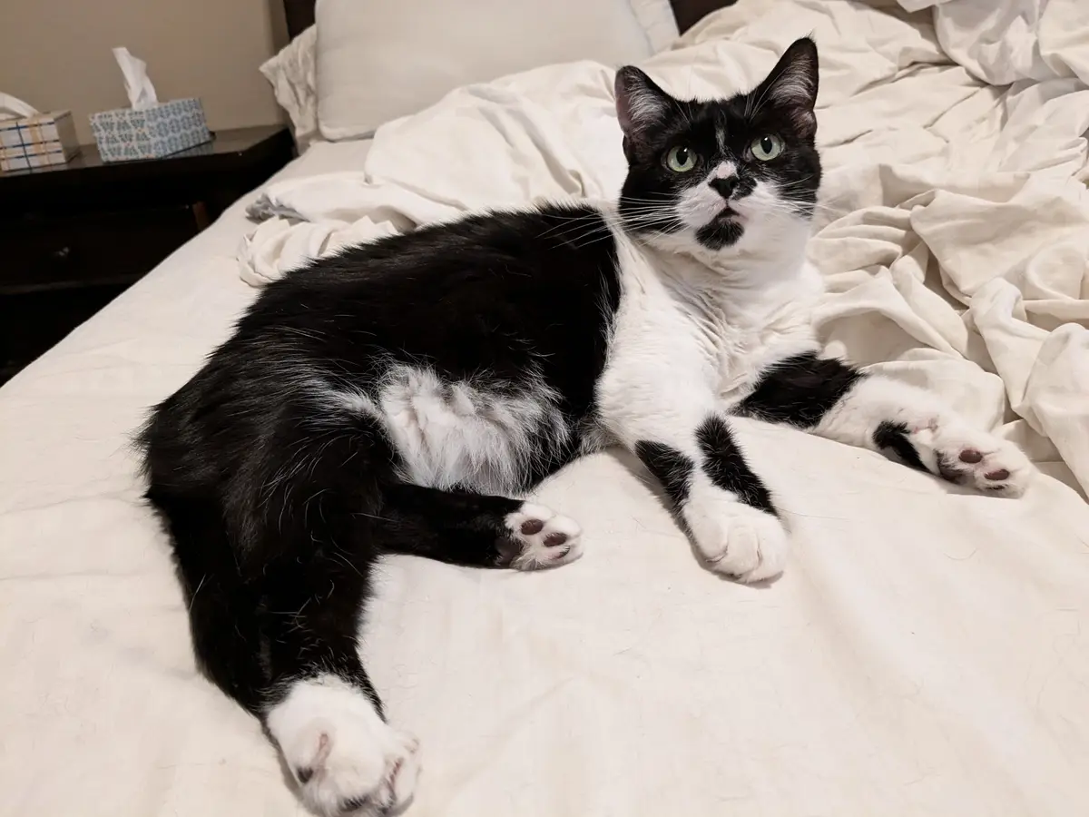 A black and white cat with green eyes lies on a rumpled white bed, looking directly at the camera with a slightly surprised…