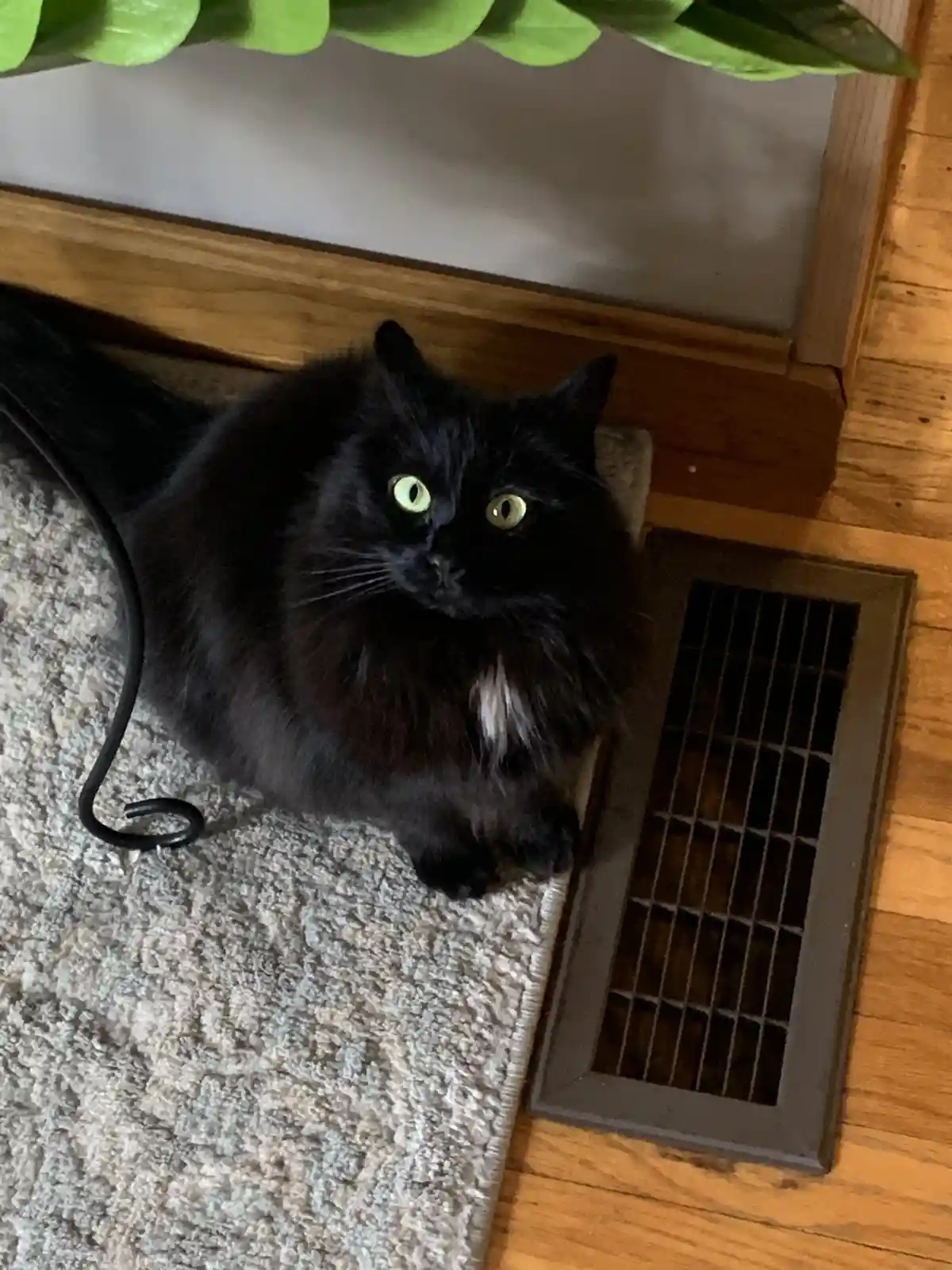 A fluffy black cat with bright green eyes sits on a beige rug next to a floor vent, looking directly at the camera with a…