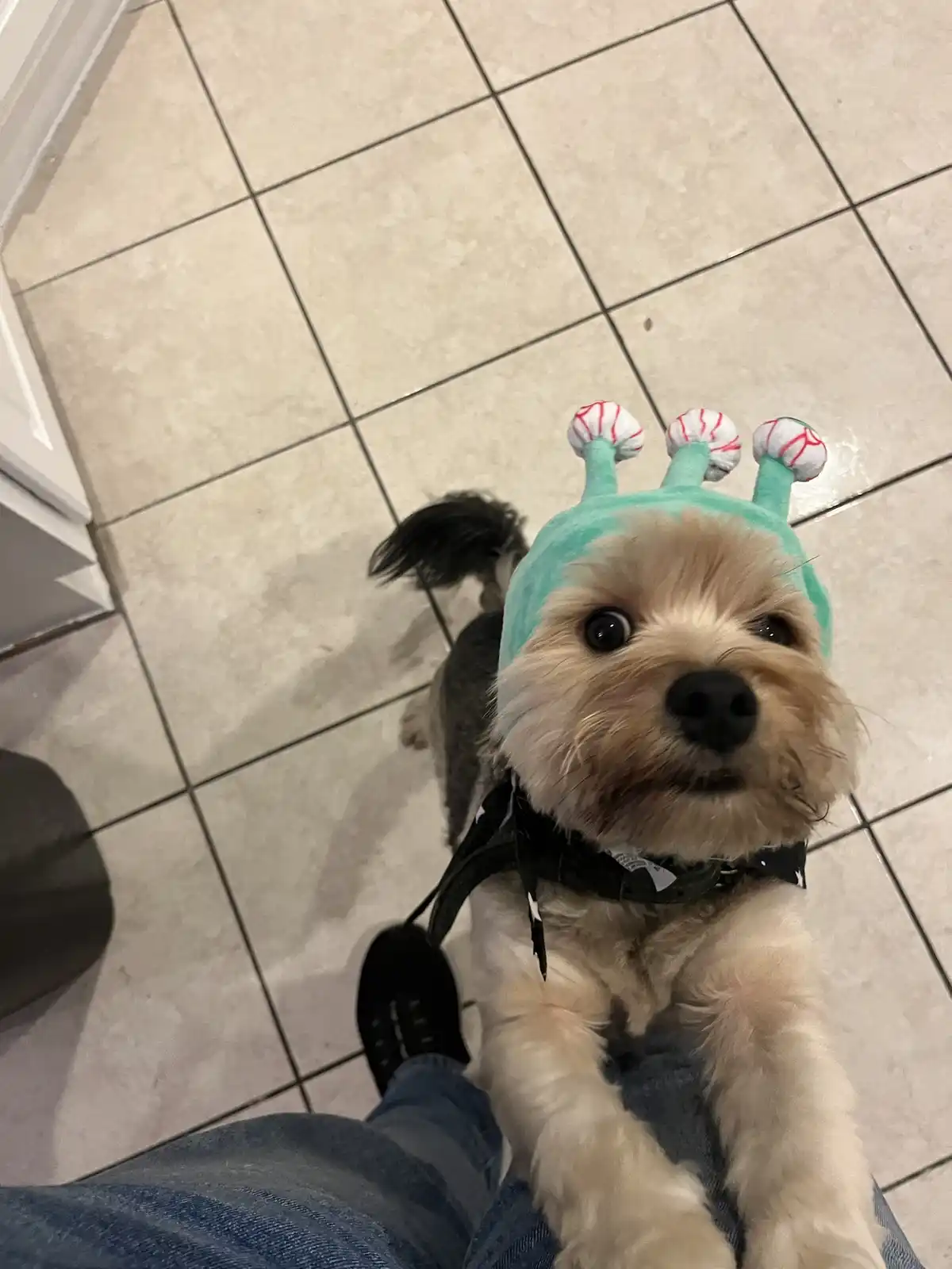 A small, fluffy dog with light brown and grey fur is being held up by a person wearing blue jeans and black shoes, looking…