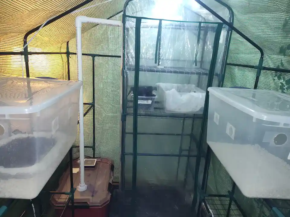 The image shows the interior of a greenhouse with green mesh walls and a black metal frame. Inside, there are several large…