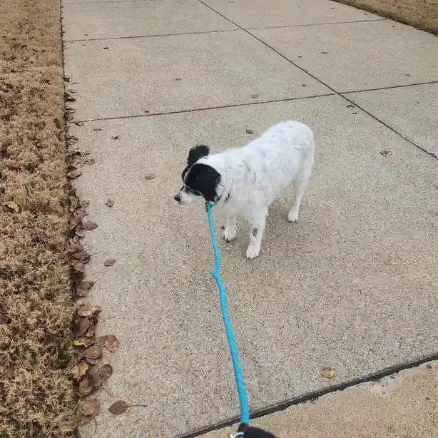 Bobo's Adventure: A Walk to Remember