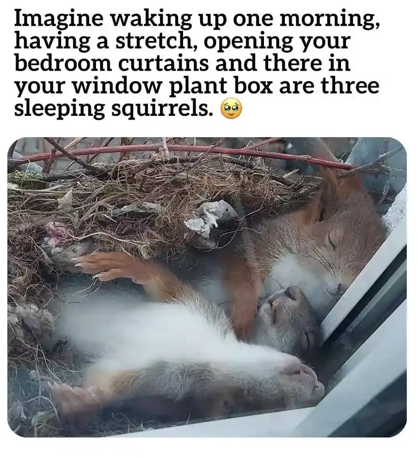 The image shows three squirrels sleeping together in a nest made of twigs and leaves, situated inside a window plant box…