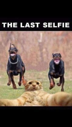 Two black Doberman Pinschers are captured mid-run, leaping toward the camera with mouths open in excitement or barking…