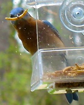 A bluebird is perched on a clear plastic bird feeder, holding a seed in its beak, with droplets of liquid visible around it…