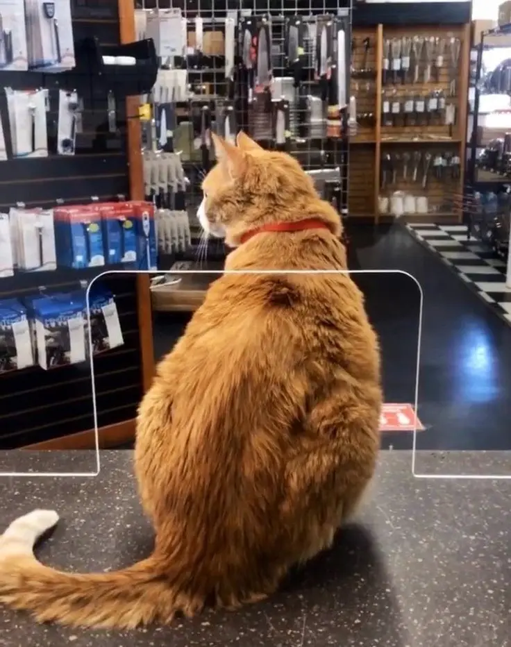 Meet the Cutest Salesman You've Ever Seen