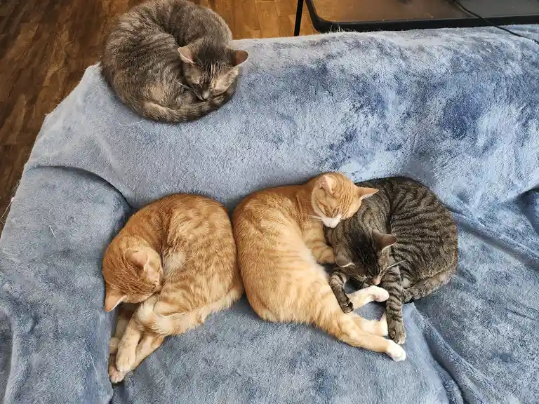 Four cats are sleeping on a blue blanket: one gray tabby curled alone at the top, two orange tabbies curled together on the…