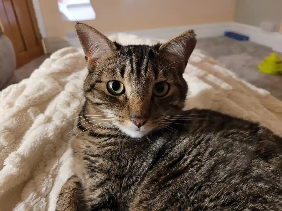 A tabby cat with green eyes and a white chest is lying on a fluffy white blanket, staring directly at the camera with a…