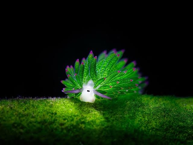 A vibrant green sea slug with translucent, leaf-like appendages and purple-tipped edges crawls across a mossy green surface…