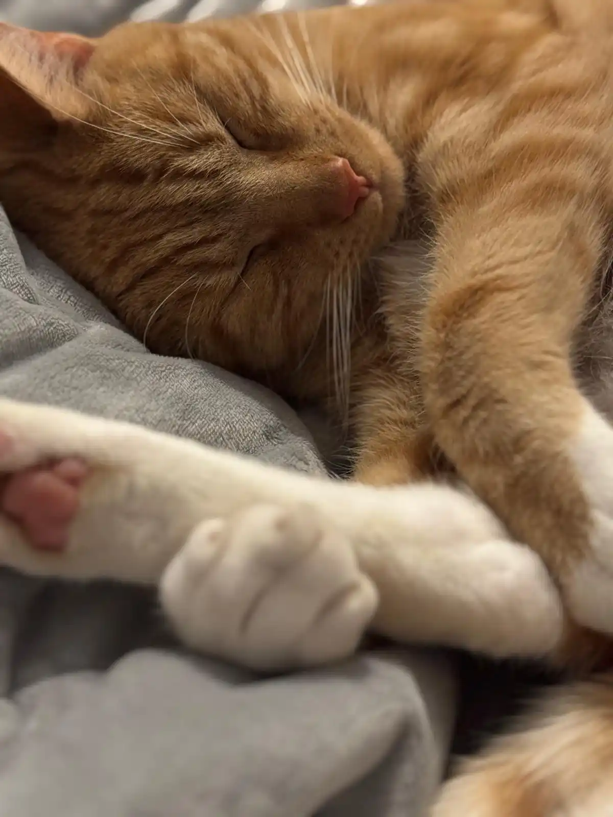A close-up photo of a ginger tabby cat sleeping peacefully on a gray blanket, its eyes closed and one white paw prominently…