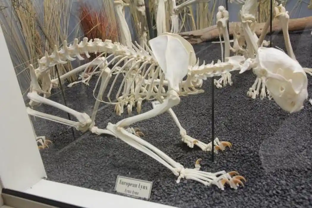 A museum display shows a complete skeleton of a European Lynx, posed in a crouching position on a gravel-like surface inside…