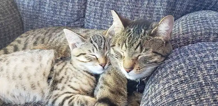 Two tabby cats are curled up and sleeping soundly on a blue-gray textured couch, their eyes closed and bodies pressed…